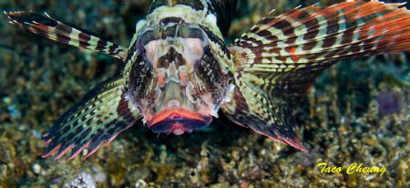Lionfish @ Anilao by Taco Cheung 